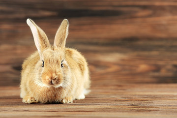 Little rabbit on wooden background