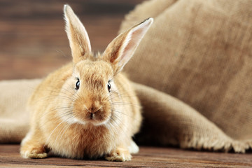 Little rabbit on wooden background