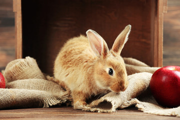 Obraz premium Little rabbit on wooden background