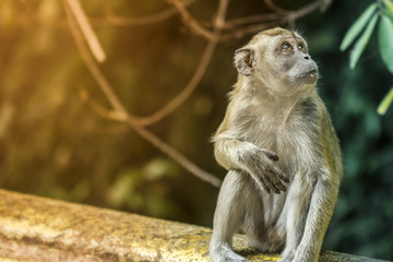 Monkey in Malaysia