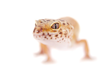 Leopard Gecko on a white background