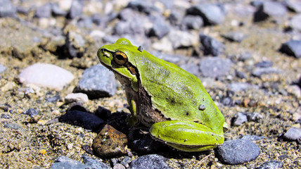green tree frog, Hyla arborea, Cyprus