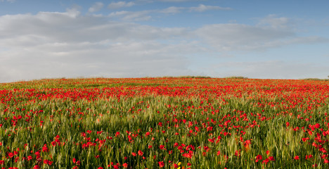 Field of red poppy anemones late in spring