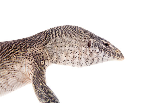 Nile monitor on white background