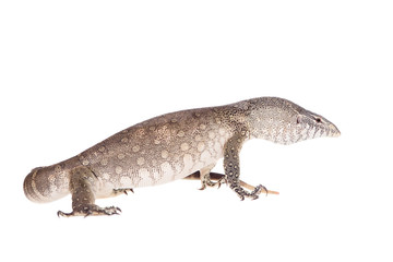 Nile monitor on white background