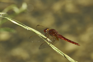 Libellule rouge