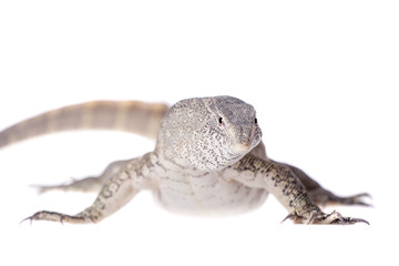 Nile monitor on white background