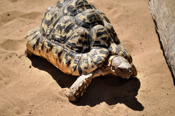 Obraz premium Various Animals