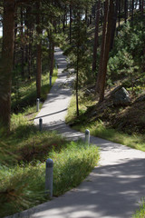 Concrete path winding through pine trees