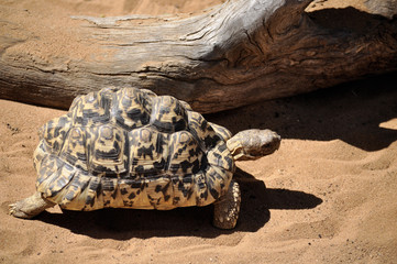 Obraz premium Various Animals