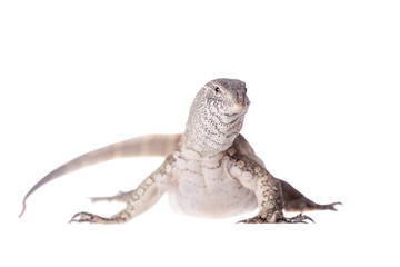 Nile monitor on white background