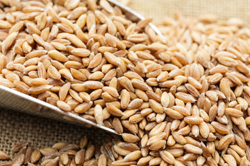 Organic spelt in a scoop - farro
