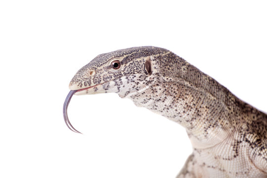 Nile monitor on white background