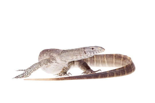Nile monitor on white background