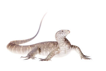 Nile monitor on white background