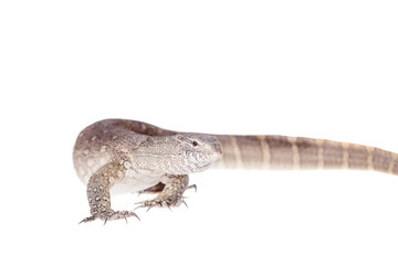 Nile monitor on white background