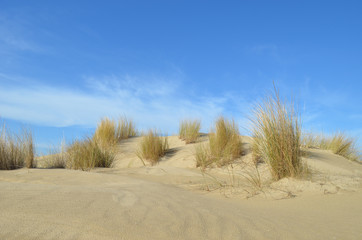 dune in nature reserve, France