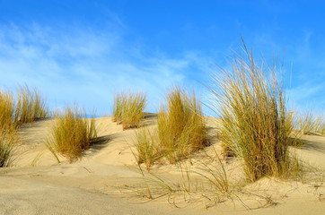 Clumps of European beachgrass in coastal dune