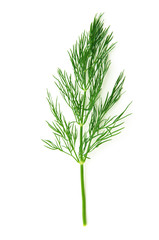 fresh dill on white background