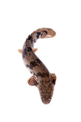 Saddled bichir on white background