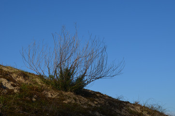 Shrub on dune in winter