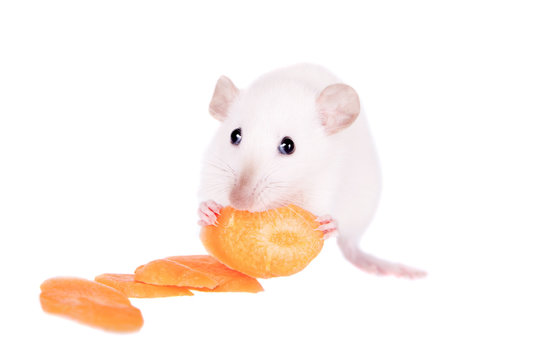 White laboratory rat eating carrot