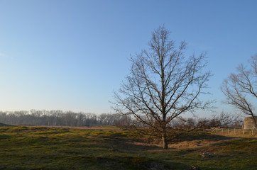 Fototapeta na wymiar Tree in fixed inland dunes in de Panne