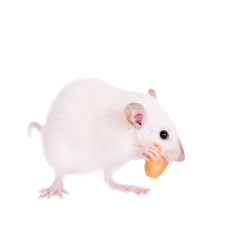 White laboratory rat eating carrot
