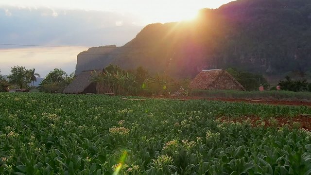 tabakplantage Kuba, vinales