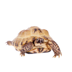 Obraz premium Central Asian tortoise on white background
