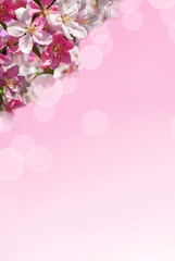 spring background in pink color
