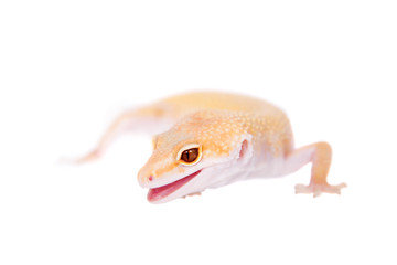 Obraz premium Albino Leopard Gecko on a white background
