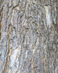 Old Wood Tree Texture Background Pattern