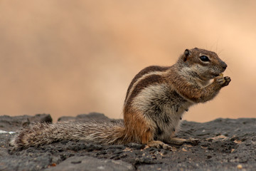 Hörnchen