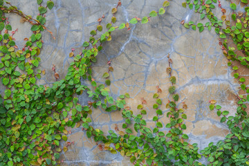Green creeper on cement wall