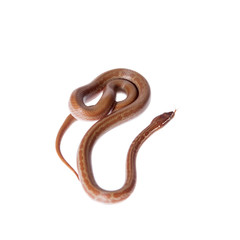 Coiled Cape House Snake on white backgroun