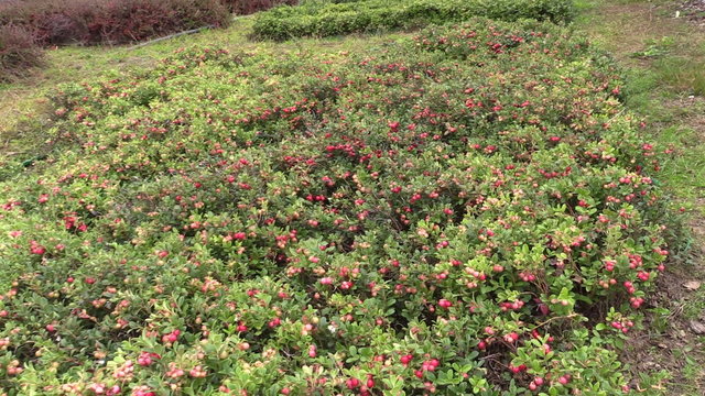 Cowberry lingonberry berry plants grow in garden plantation