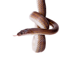 Fototapeta premium Striped House Snake on white background