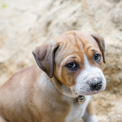 pit bull puppy