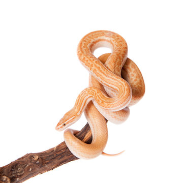 Coiled Cape House Snake on white backgroun