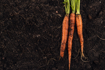 fresh carrot on the soil background