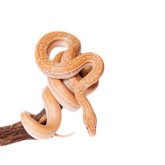 Coiled Cape House Snake on white backgroun