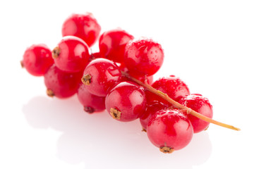 Red Currant