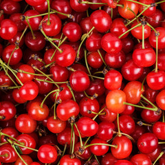 fresh gathered cherries background
