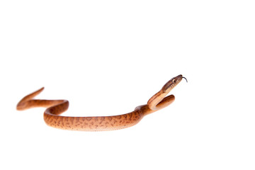 Naklejka premium Puerto Rican boa on white backgorund