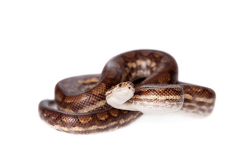 Fototapeta premium Rainbow tree boa on white background