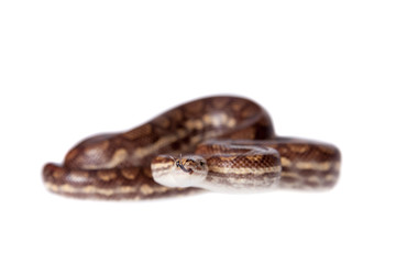 Rainbow tree boa on white background