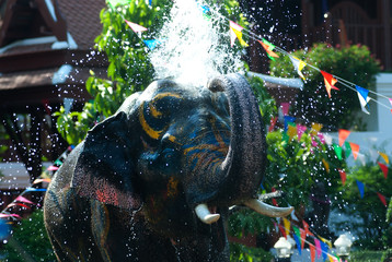 Naklejka premium Young elephant splashing water.