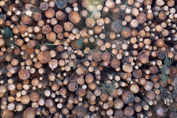Pile of chopped fire wood prepared for winter