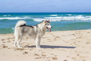 Eskimo dog on sea beach